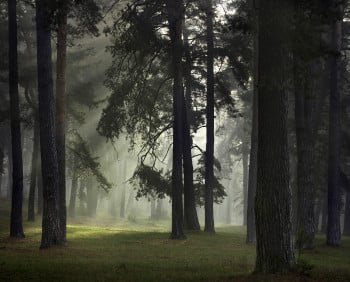 Silent Trees #1