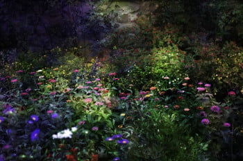Night Garden