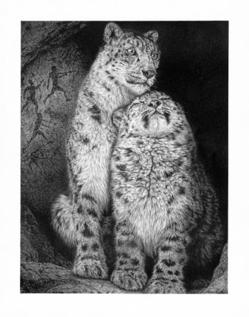Snow Leopard Cub Cave Wildlife Nature 12"x15" Graphite and Charcoal Drawing Titled "A Quiet Moment"