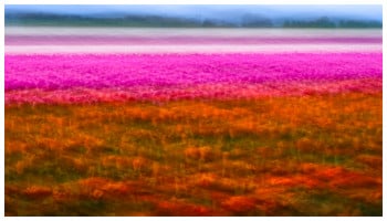 Bloemenveld, Field