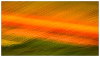 Bloemenveld, Thread