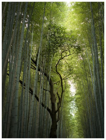 Shinrin-yoku No. 1