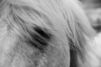 Rituals of the Camargue France