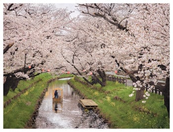 Drifting Under Sakura