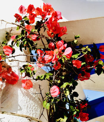 Tropical Red Mandeville Trailing Up a Column in Portugal