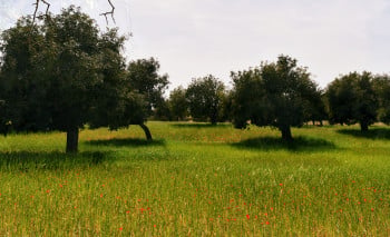 Wild Red Poppies Blooming in The Meadow Surrounding The Almond Trees