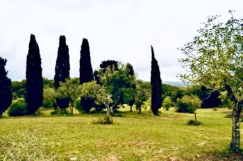 A Beautiful Meadow on The Island of Mallorca