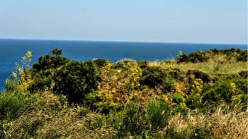 Wild Flower Strewn Meadow Overlooking the Blue Mediterranean Sea