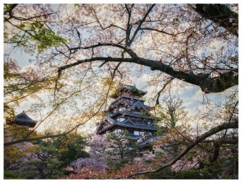 Framed by Sakura