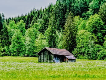 A Rustic Rural Cabin in a Field of Wild Flowers and a Forest Treeline