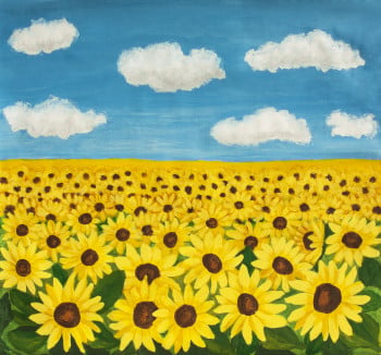 Field with sunflowers and blue sky