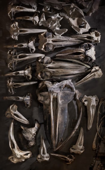 Whale Skulls Group Portrait