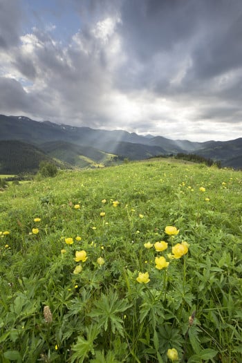 Floral Paradise of the Mountain Valley