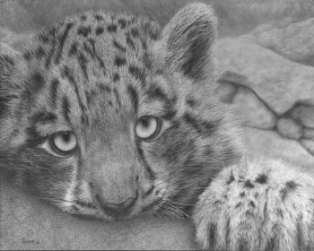 Snow Leopard Cub Wildlife and Nature 16.75"x12.25" Graphite and Charcoal Drawing Titled “Mischief”