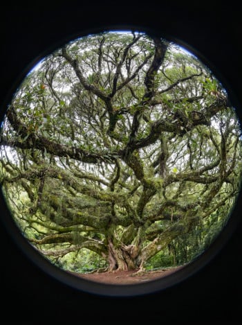 Tree of Life