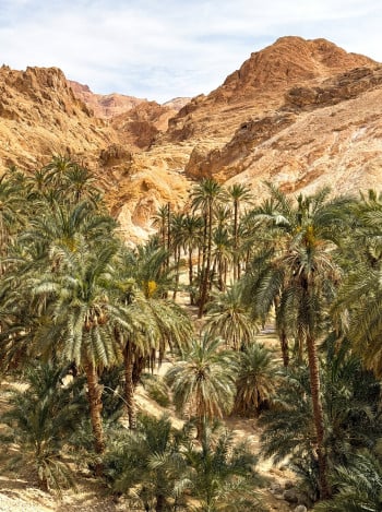 Oasis