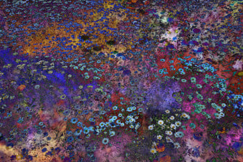 Shades of Dreams Ii