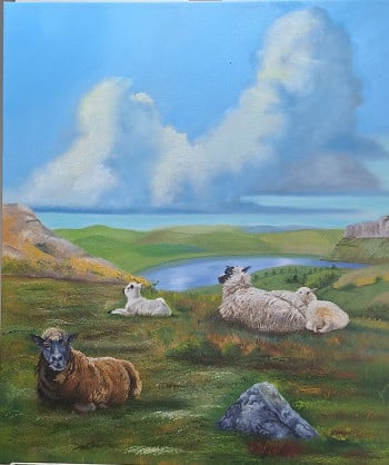 Sheep - contemplation without awareness