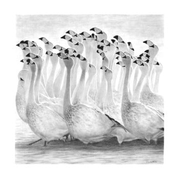 St James Flamingos Wildlife and Nature 16"x16" Signed Giclee Print Titled “Socialites”