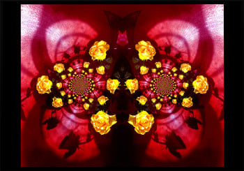 Rose and spiral shadows. Print on canvas