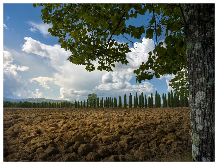 The Sunflower Field, Italy