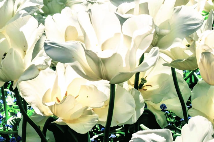 Ivory White Tulip Blossoms in Denmark