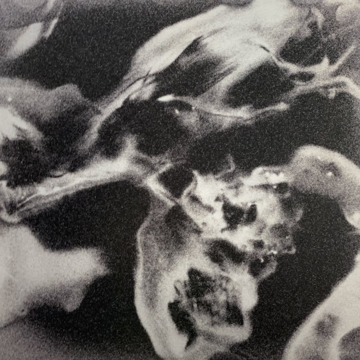 Heaven in a Wildflower