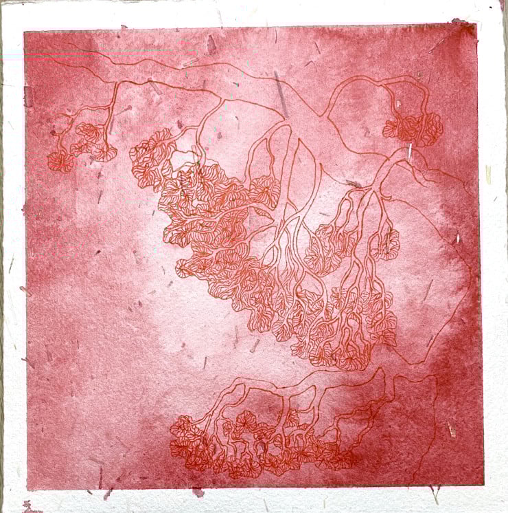 Pine Tree in Costa Brava