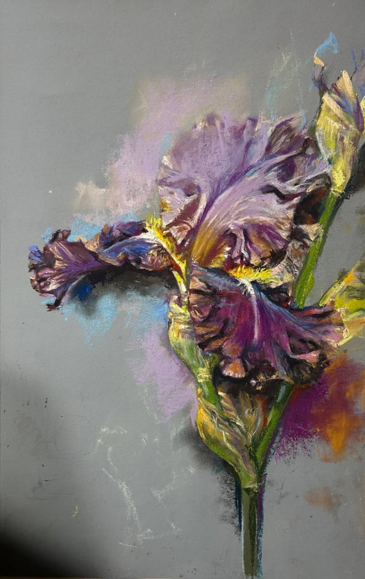 Wilted Iris